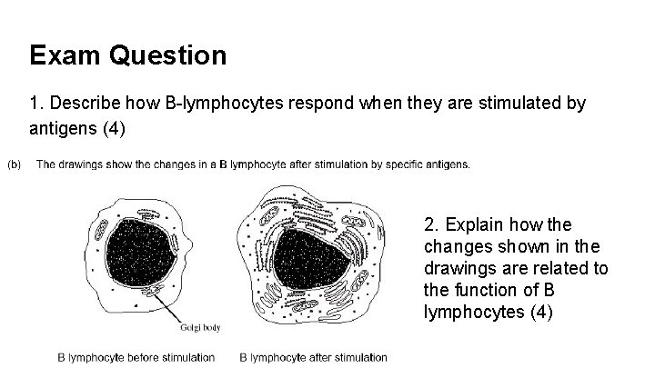 Exam Question 1. Describe how B-lymphocytes respond when they are stimulated by antigens (4)