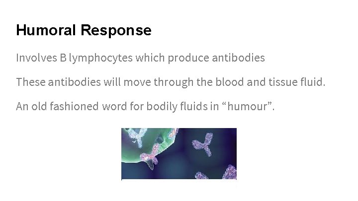 Humoral Response Involves B lymphocytes which produce antibodies These antibodies will move through the