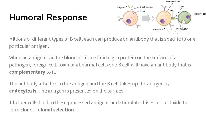 Humoral Response Millions of different types of B cell, each can produce an antibody