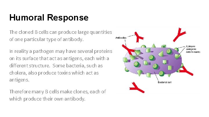 Humoral Response The cloned B cells can produce large quantities of one particular type