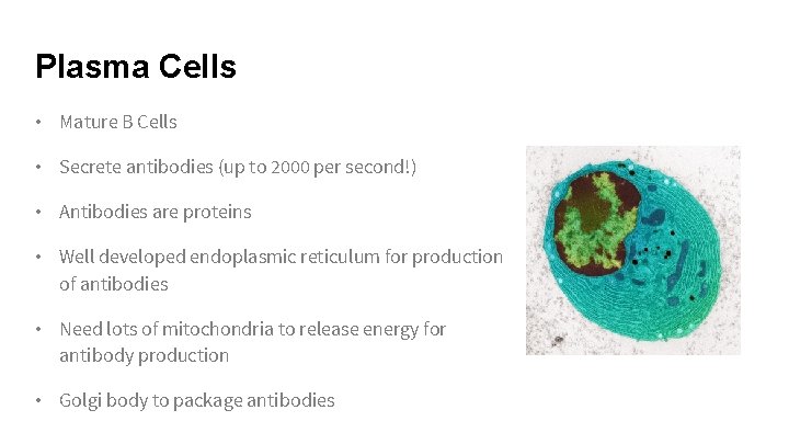 Plasma Cells • Mature B Cells • Secrete antibodies (up to 2000 per second!)