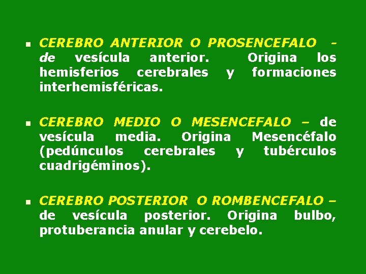 n n n CEREBRO ANTERIOR O PROSENCEFALO de vesícula anterior. Origina los hemisferios cerebrales