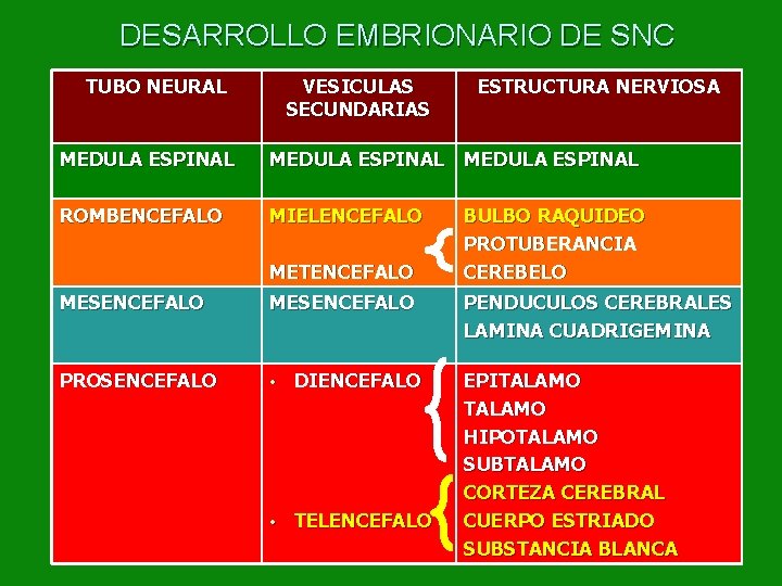 DESARROLLO EMBRIONARIO DE SNC TUBO NEURAL VESICULAS SECUNDARIAS ESTRUCTURA NERVIOSA MEDULA ESPINAL ROMBENCEFALO MIELENCEFALO