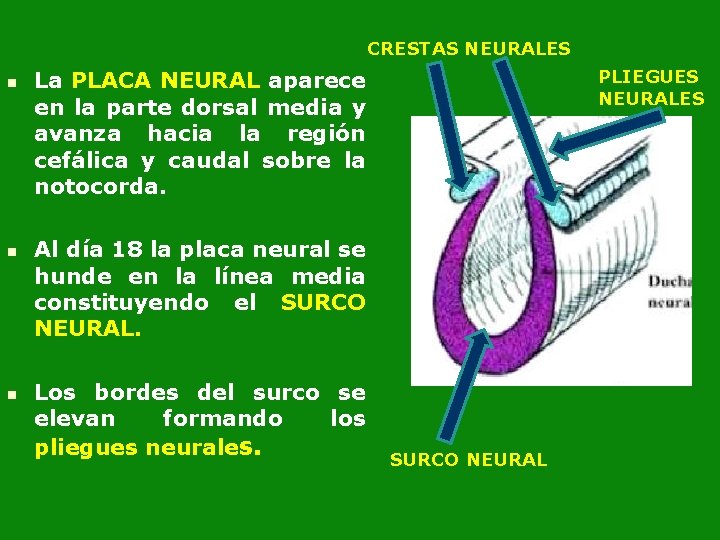 CRESTAS NEURALES n n n PLIEGUES NEURALES La PLACA NEURAL aparece en la parte