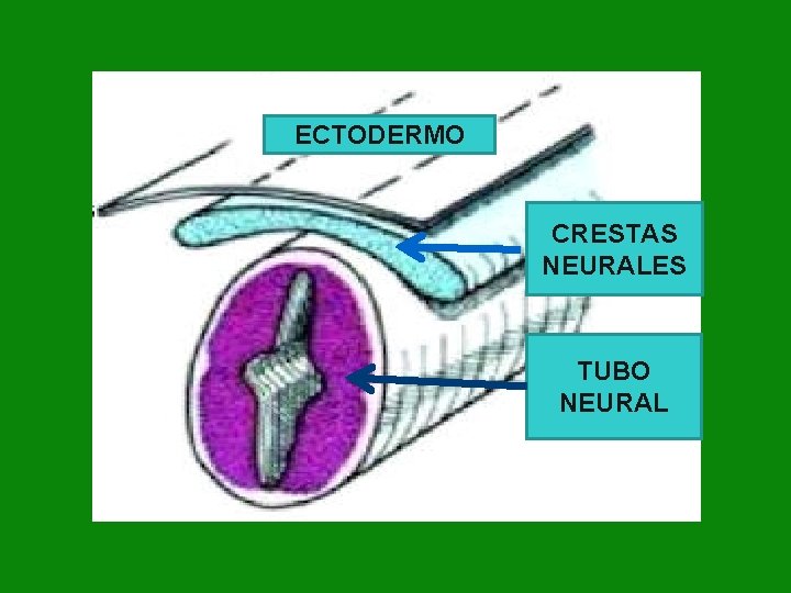 ECTODERMO CRESTAS NEURALES TUBO NEURAL 