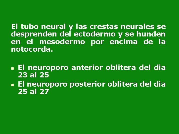 El tubo neural y las crestas neurales se desprenden del ectodermo y se hunden