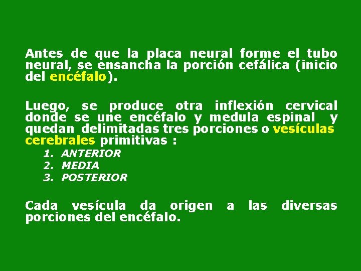 Antes de que la placa neural forme el tubo neural, se ensancha la porción