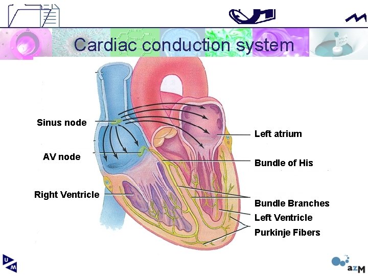 Cardiac conduction system Sinus node Left atrium AV node Right Ventricle Bundle of His