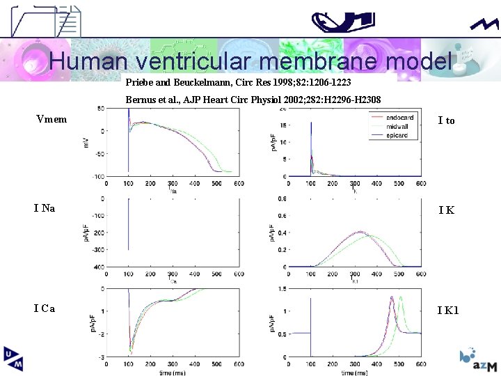Human ventricular membrane model Priebe and Beuckelmann, Circ Res 1998; 82: 1206 -1223 Bernus