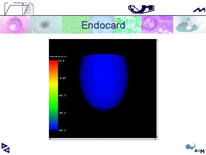 Endocard 