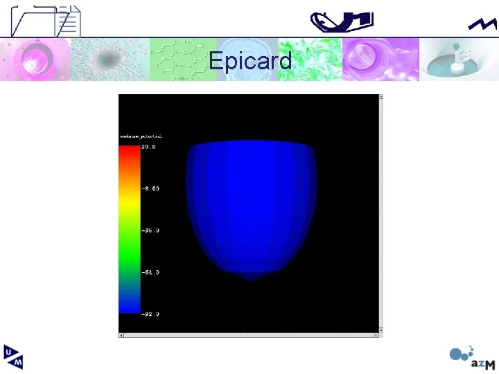 Epicard 