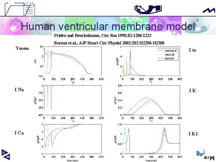 Human ventricular membrane model Priebe and Beuckelmann, Circ Res 1998; 82: 1206 -1223 Bernus
