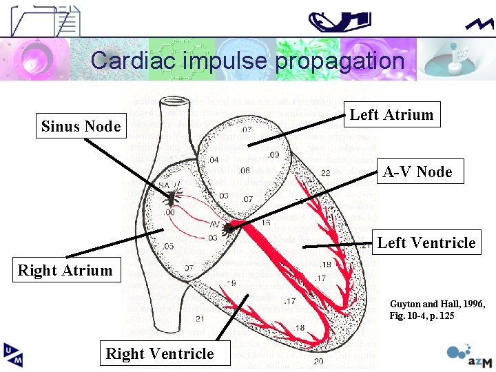Cardiac impulse propagation Sinus Node Left Atrium A-V Node Left Ventricle Right Atrium Guyton