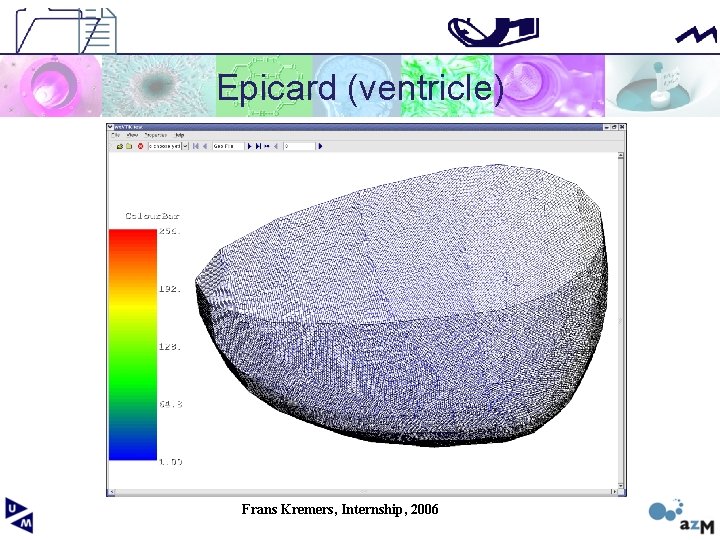 Epicard (ventricle) Frans Kremers, Internship, 2006 