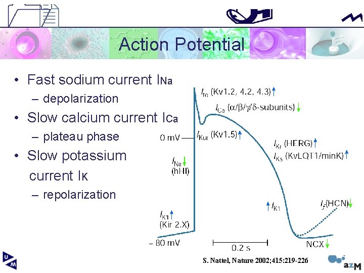 Action Potential • Fast sodium current INa – depolarization • Slow calcium current ICa