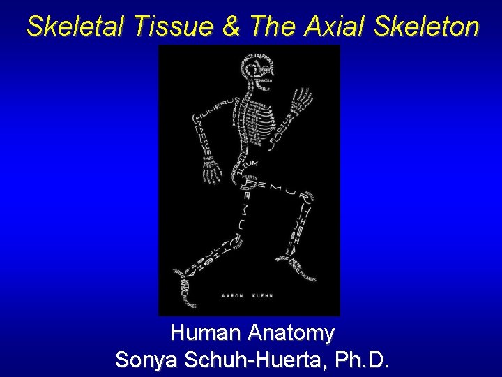 Skeletal Tissue & The Axial Skeleton Human Anatomy Sonya Schuh-Huerta, Ph. D. 