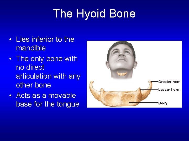 The Hyoid Bone • Lies inferior to the mandible • The only bone with The Hyoid Bone • Lies inferior to the mandible • The only bone with