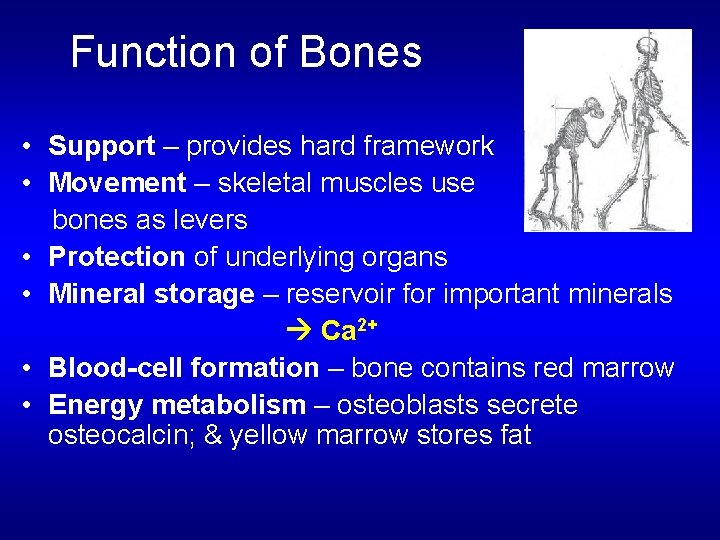 Function of Bones • Support – provides hard framework • Movement – skeletal muscles