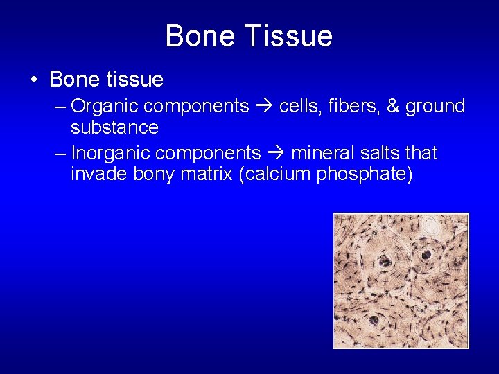 Bone Tissue • Bone tissue – Organic components cells, fibers, & ground substance –