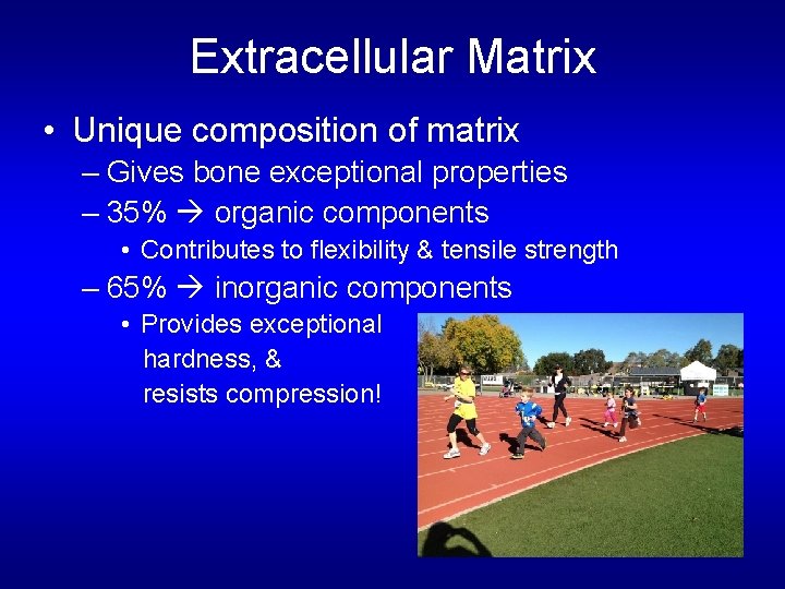 Extracellular Matrix • Unique composition of matrix – Gives bone exceptional properties – 35%