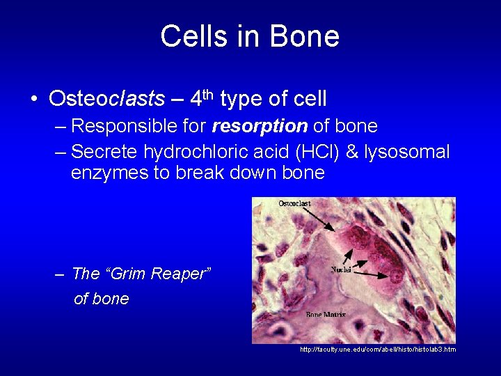 Cells in Bone • Osteoclasts – 4 th type of cell – Responsible for
