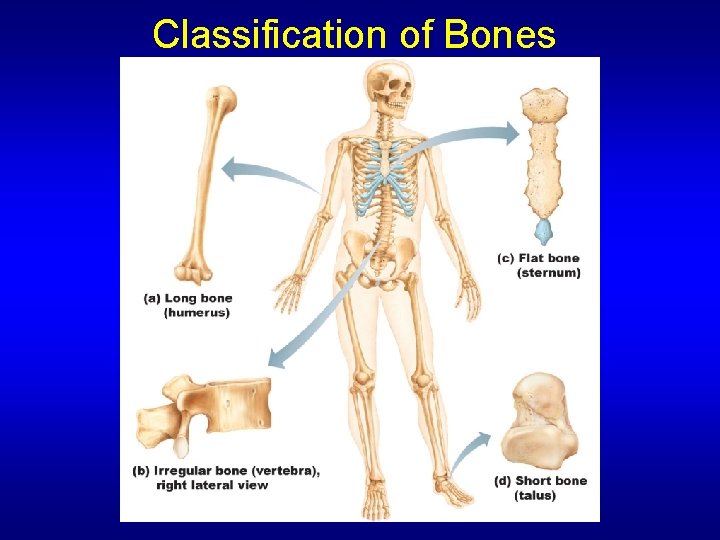 Classification of Bones 