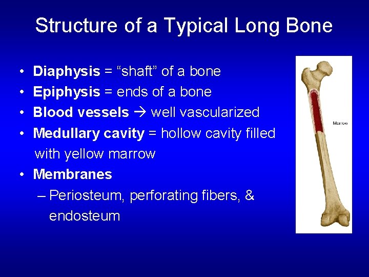 Structure of a Typical Long Bone • • Diaphysis = “shaft” of a bone