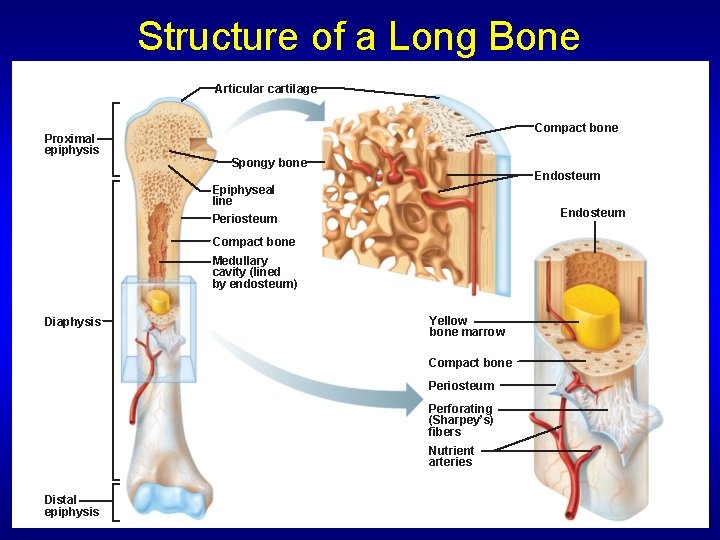 Structure of a Long Bone Articular cartilage Proximal epiphysis Compact bone Spongy bone Endosteum
