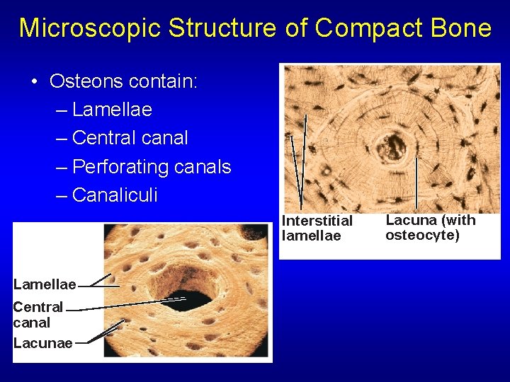 Microscopic Structure of Compact Bone • Osteons contain: – Lamellae – Central canal –