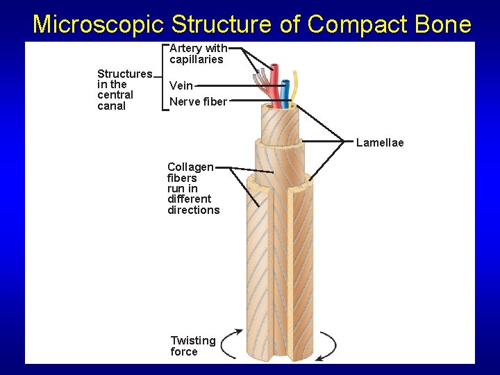 Microscopic Structure of Compact Bone Artery with capillaries Structures in the central canal Vein