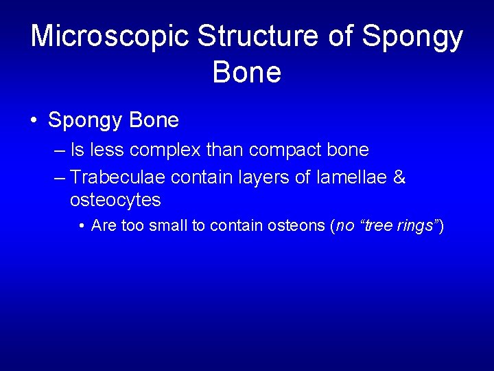 Microscopic Structure of Spongy Bone • Spongy Bone – Is less complex than compact