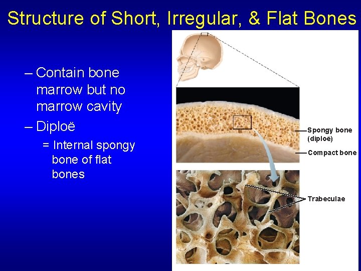 Structure of Short, Irregular, & Flat Bones – Contain bone marrow but no marrow