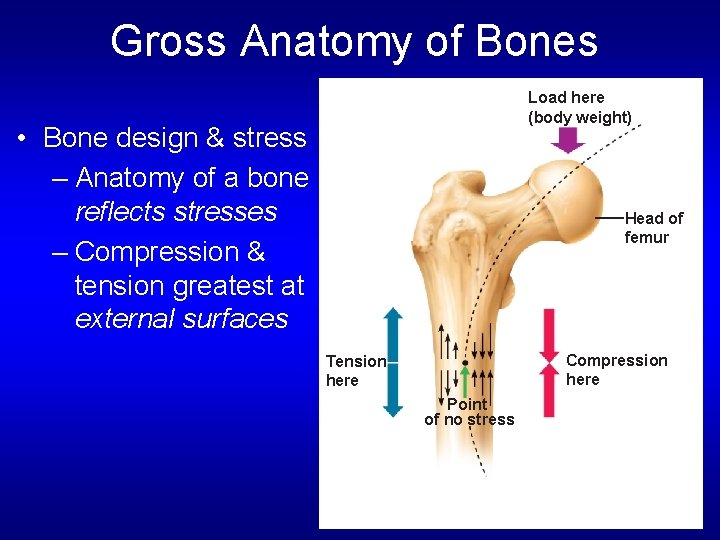 Gross Anatomy of Bones Load here (body weight) • Bone design & stress –