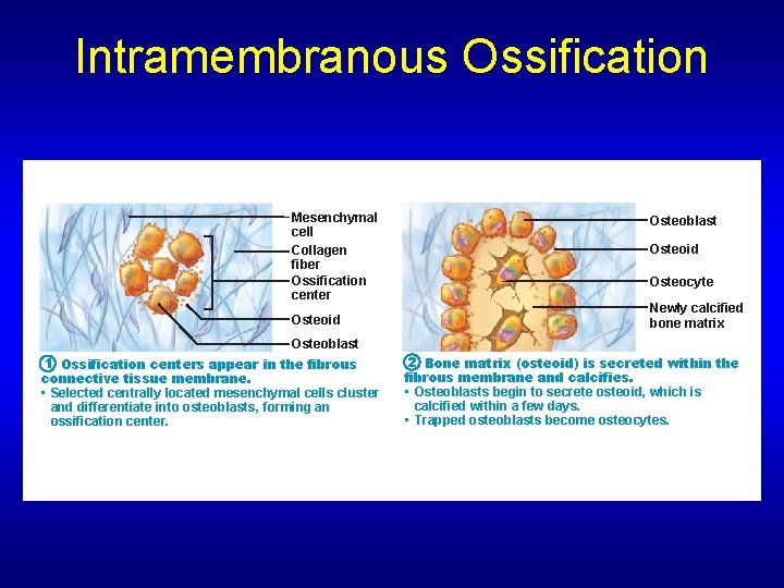 Intramembranous Ossification Mesenchymal cell Collagen fiber Ossification center Osteoid Osteoblast Osteoid Osteocyte Newly calcified