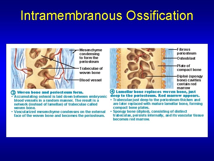 Intramembranous Ossification Mesenchyme condensing to form the periosteum Trabeculae of woven bone Fibrous periosteum