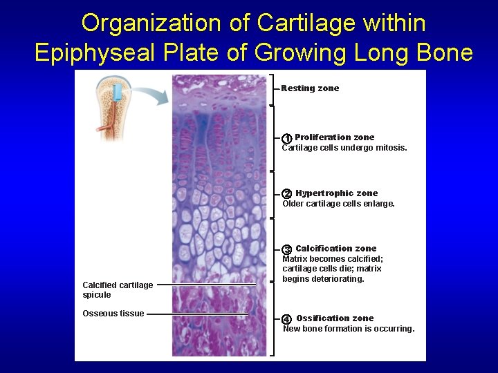 Organization of Cartilage within Epiphyseal Plate of Growing Long Bone Resting zone 1 Proliferation