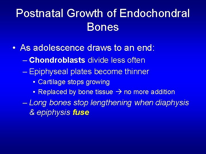 Postnatal Growth of Endochondral Bones • As adolescence draws to an end: – Chondroblasts