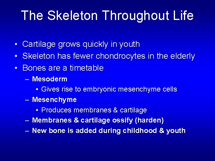 The Skeleton Throughout Life • Cartilage grows quickly in youth • Skeleton has fewer