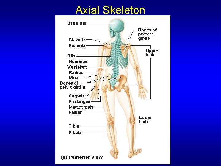 Axial Skeleton Cranium Clavicle Scapula Rib Humerus Vertebra Radius Ulna Bones of pelvic girdle