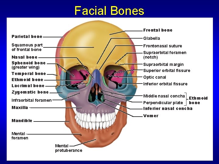 Facial Bones Frontal bone Parietal bone Glabella Squamous part of frontal bone Frontonasal suture