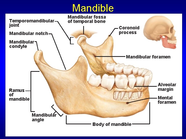 Mandible Temporomandibular joint Mandibular notch Mandibular fossa of temporal bone Coronoid process Mandibular condyle