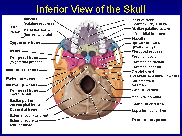 Inferior View of the Skull Hard palate Maxilla (palatine process) Palatine bone (horizontal plate)