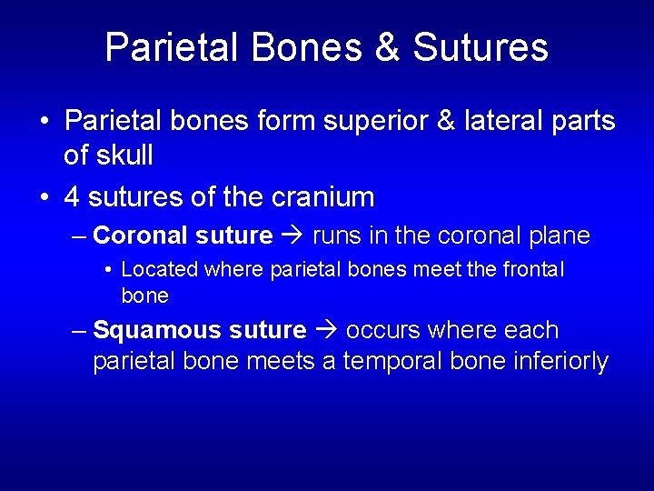 Parietal Bones & Sutures • Parietal bones form superior & lateral parts of skull