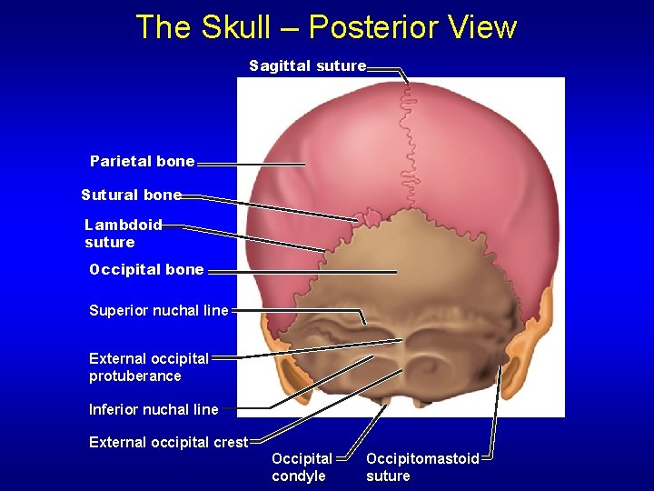 The Skull – Posterior View Sagittal suture Parietal bone Sutural bone Lambdoid suture Occipital