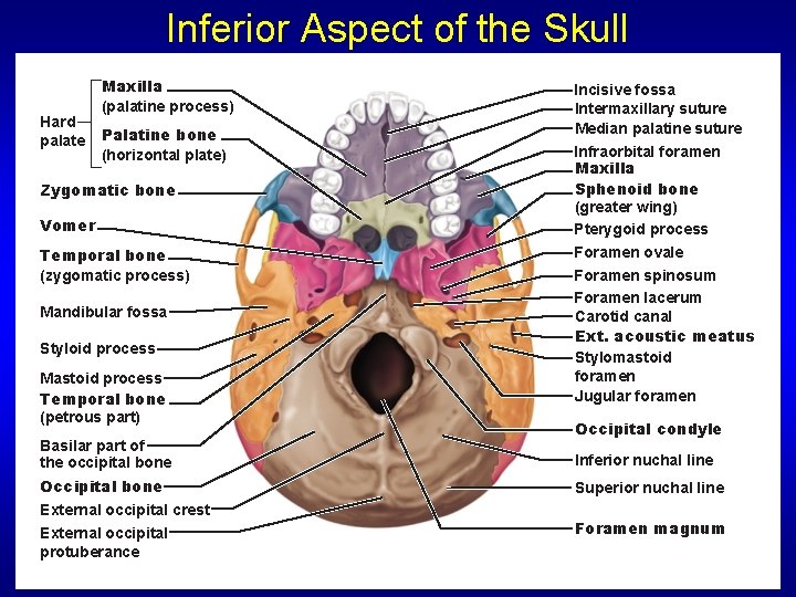 Inferior Aspect of the Skull Hard palate Maxilla (palatine process) Palatine bone (horizontal plate)