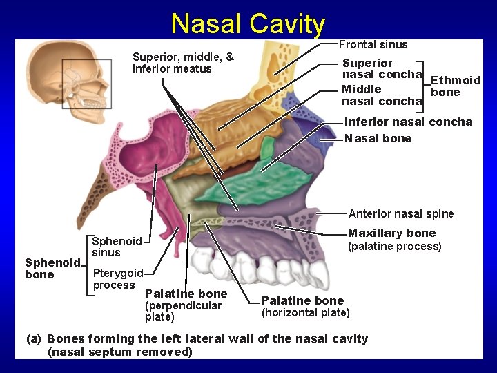 Nasal Cavity Superior, middle, & inferior meatus Frontal sinus Superior nasal concha Ethmoid Middle