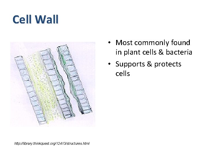 Cell Wall • Most commonly found in plant cells & bacteria • Supports &