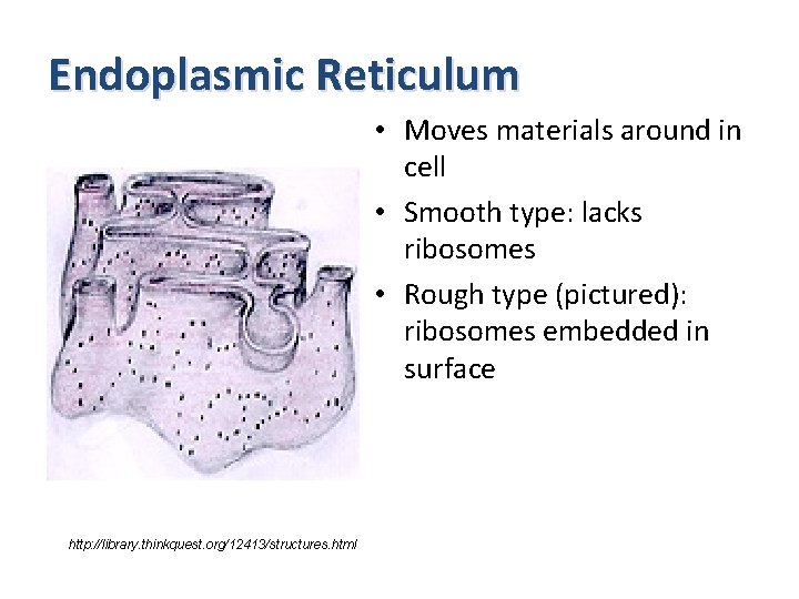 Endoplasmic Reticulum • Moves materials around in cell • Smooth type: lacks ribosomes •