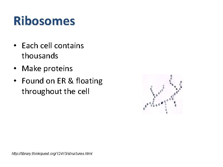 Ribosomes • Each cell contains thousands • Make proteins • Found on ER &