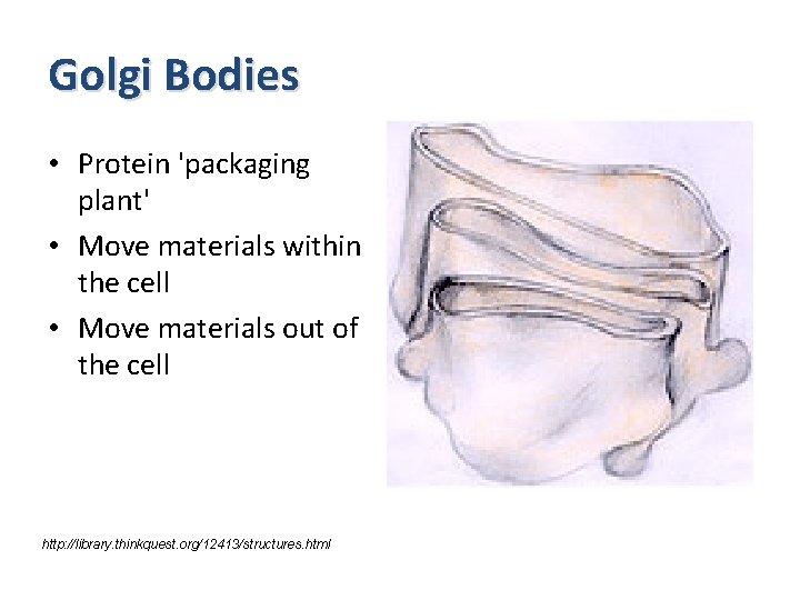 Golgi Bodies • Protein 'packaging plant' • Move materials within the cell • Move